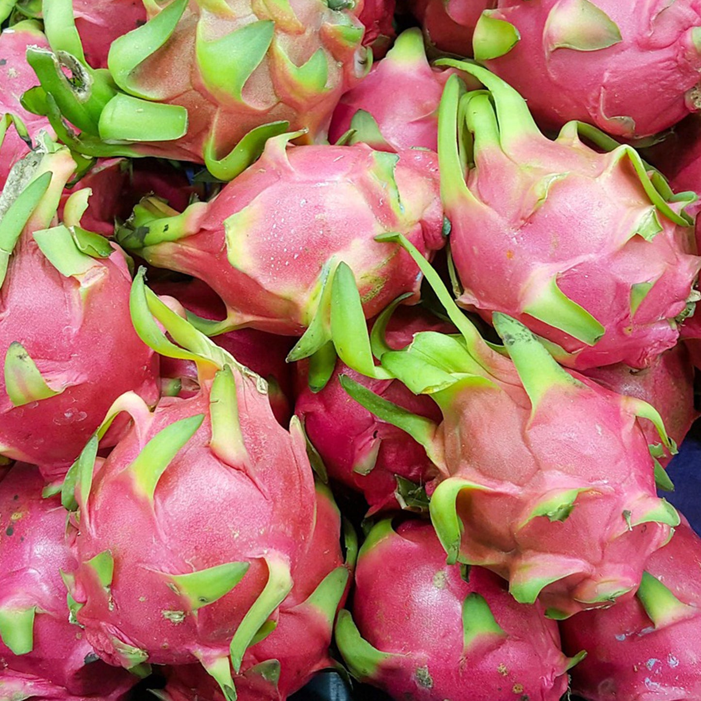 ドラゴンフルーツ スライス（フリーズドライ）中国産